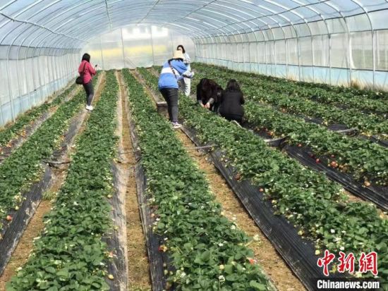 经过两年多的发展，渊明岛草莓博览园基地目前经营着400亩土地，其中118亩大棚种植高端草莓。(受访者供图)