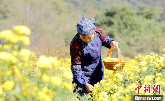 圖為九江市彭澤縣黃嶺鄉村，村民正在采摘菊花，田間地頭一派繁忙景象。彭琴 攝