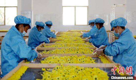 圖為九江市彭澤縣黃嶺鄉村，村民正在進行分揀、晾曬、烘干、包裝菊花供應市場需求。彭琴 攝4