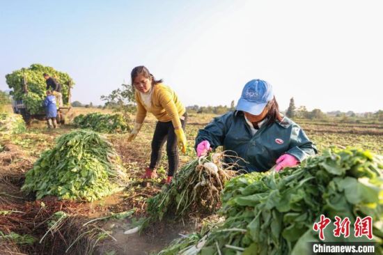 圖為南昌秀挹三江農業開發有限公司的蔬菜種植基地內，農戶正在采摘、清洗蘿卜，準備裝車發往工廠�！⒘� 攝