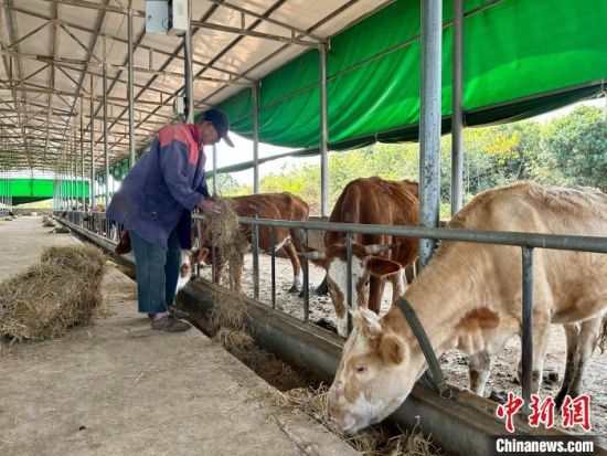 图为江西省九江市永修县恒普肉牛养殖家庭农场内，工作人员正在喂食肉牛。　卢梦梦 摄