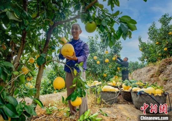 图为在江西省上饶市广丰区，柚农正在采摘马家柚。　　(资料图)潘栋 摄