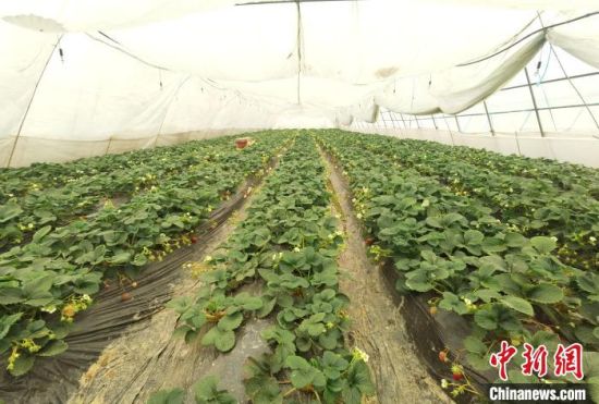 图为江西九江永修县虬津镇麻谭村，一排排规划整齐的草莓大棚。袁勃兴 摄