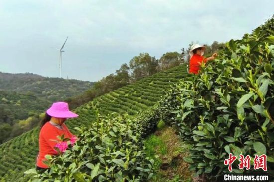 3月23日，江西都昌县一白茶种植基地里，茶农们忙着采摘春茶。江建峰 摄