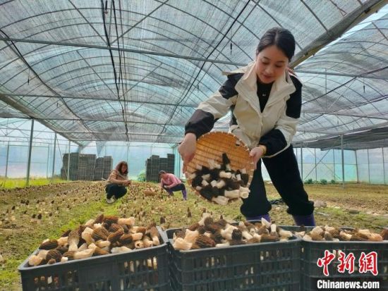 图为在江西省九江市修水县上衫乡的洪军粮食种植专业合作社内，村民正在采收羊肚菌。戴咏云 摄