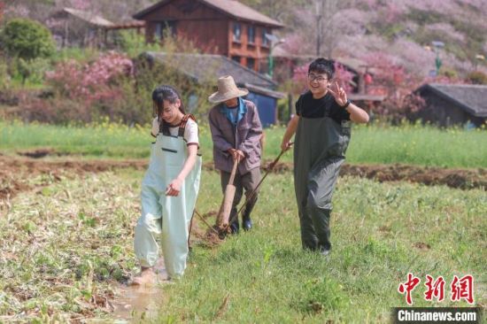 图为香港青年在农田里体验用传统工具犁地。刘力鑫 摄