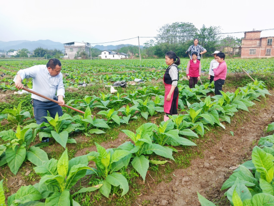 图为安远县烟草专卖局烟技员深入田间指导烟农进行大培土