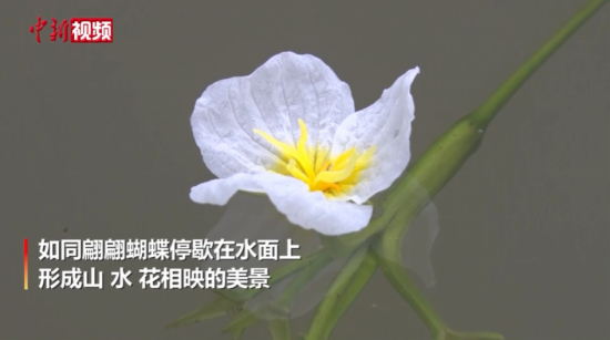 珍稀濒危植物“海菜花”在中科院庐山植物园开放