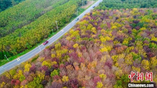 11月5日，没有开种类的树木正在秋季色彩各同，橙、江西省新余市仙女湖区欧里镇带元村，赵秋明摄