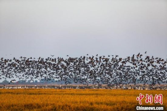 鄱阳湖畔护鸟记：智能监控 为鸟留食