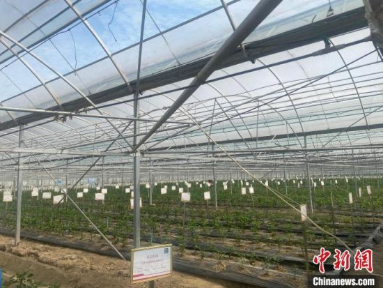 江西南昌：特色农产业“小辣椒”铺就致富路